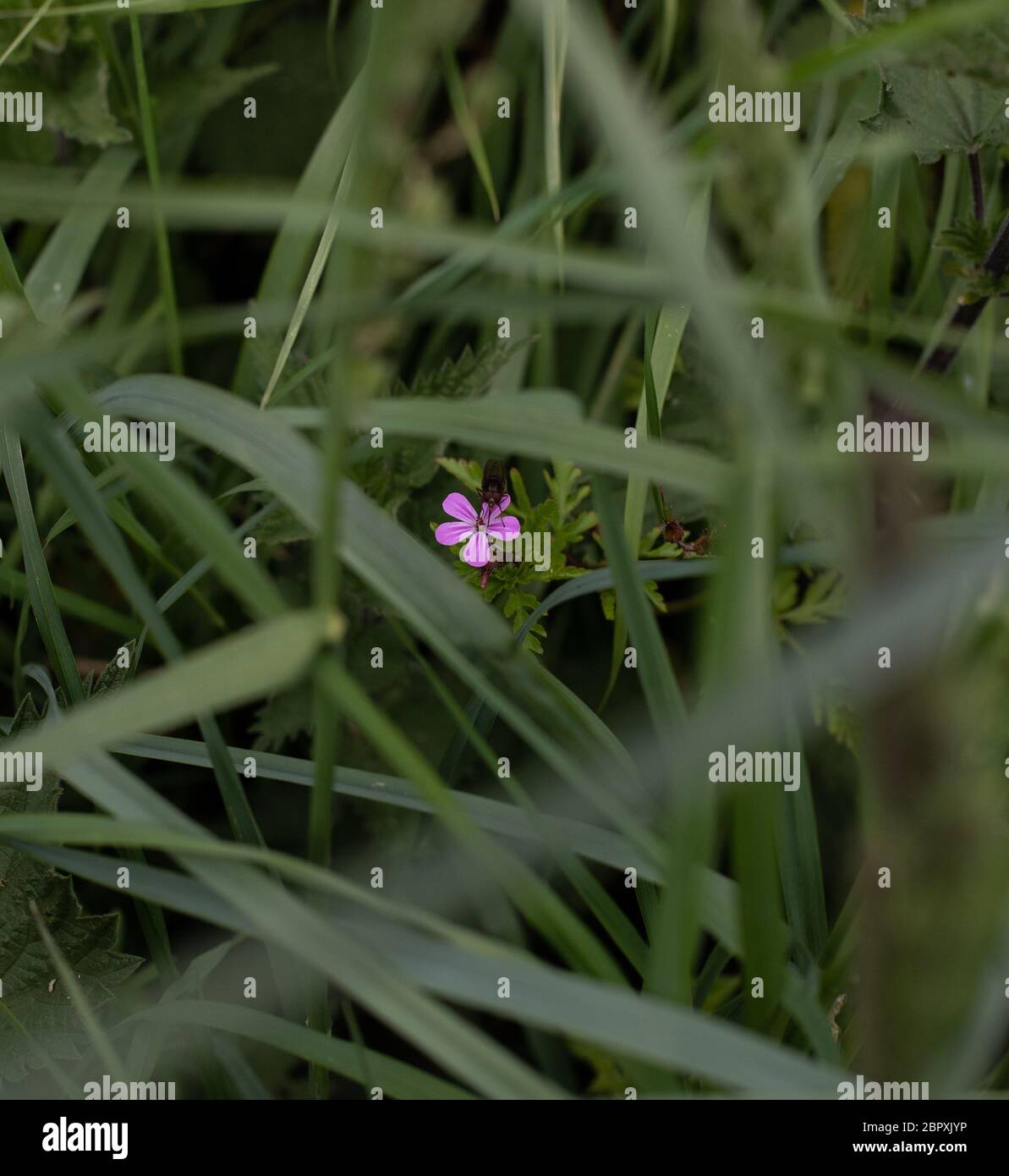 Shaded Herb Robert Stockfoto