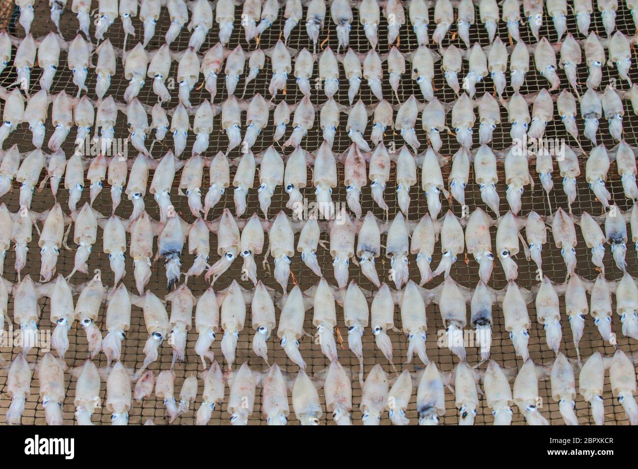 Nahaufnahme der trockenen Tintenfisch, Meeresfrüchte Tradition in Thailand Stockfoto