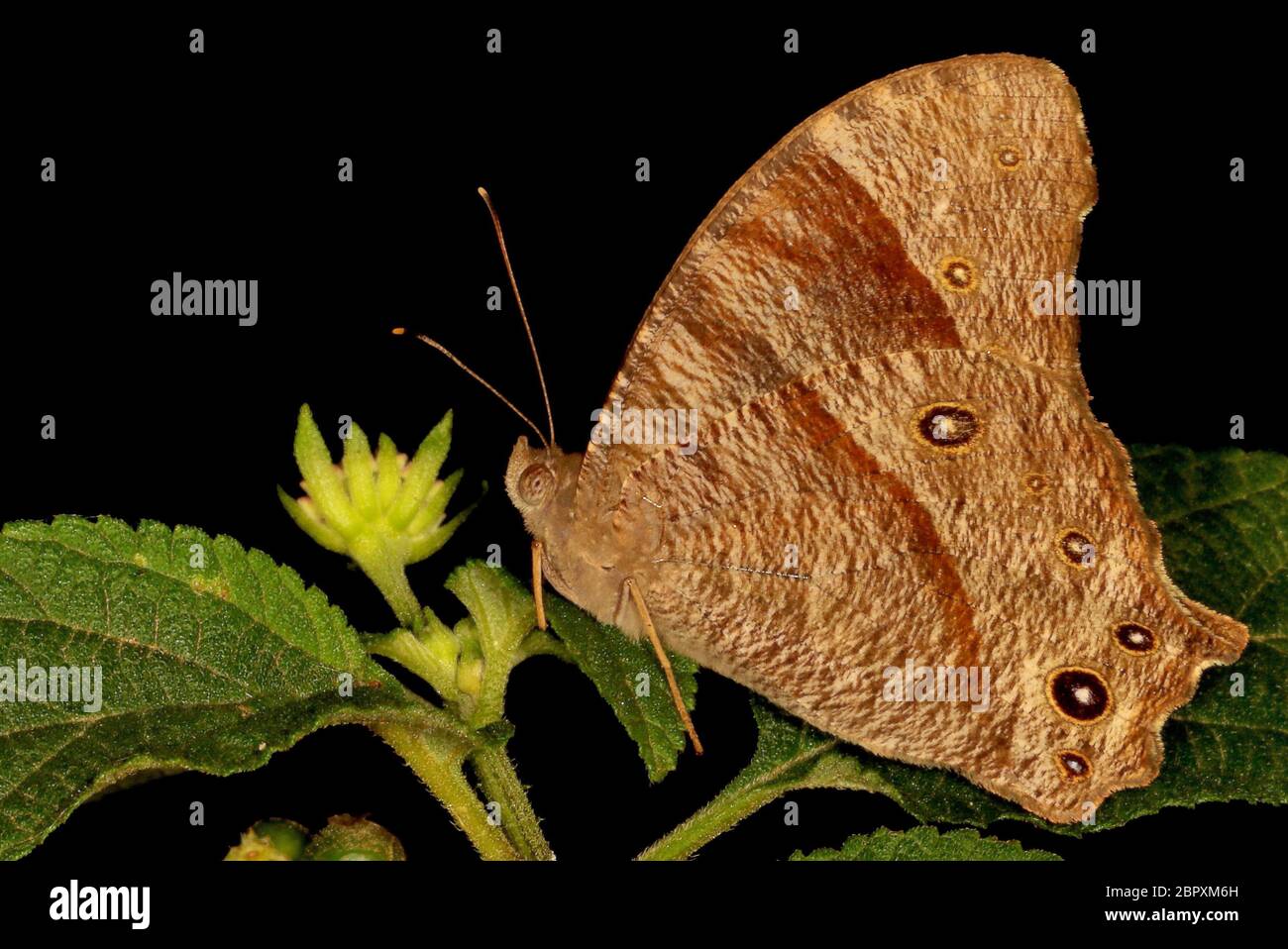 Gemeinsamer Abend Brauner Schmetterling, Melanitis phedima, Ganeshgudi, Karnataka, Indien Stockfoto
