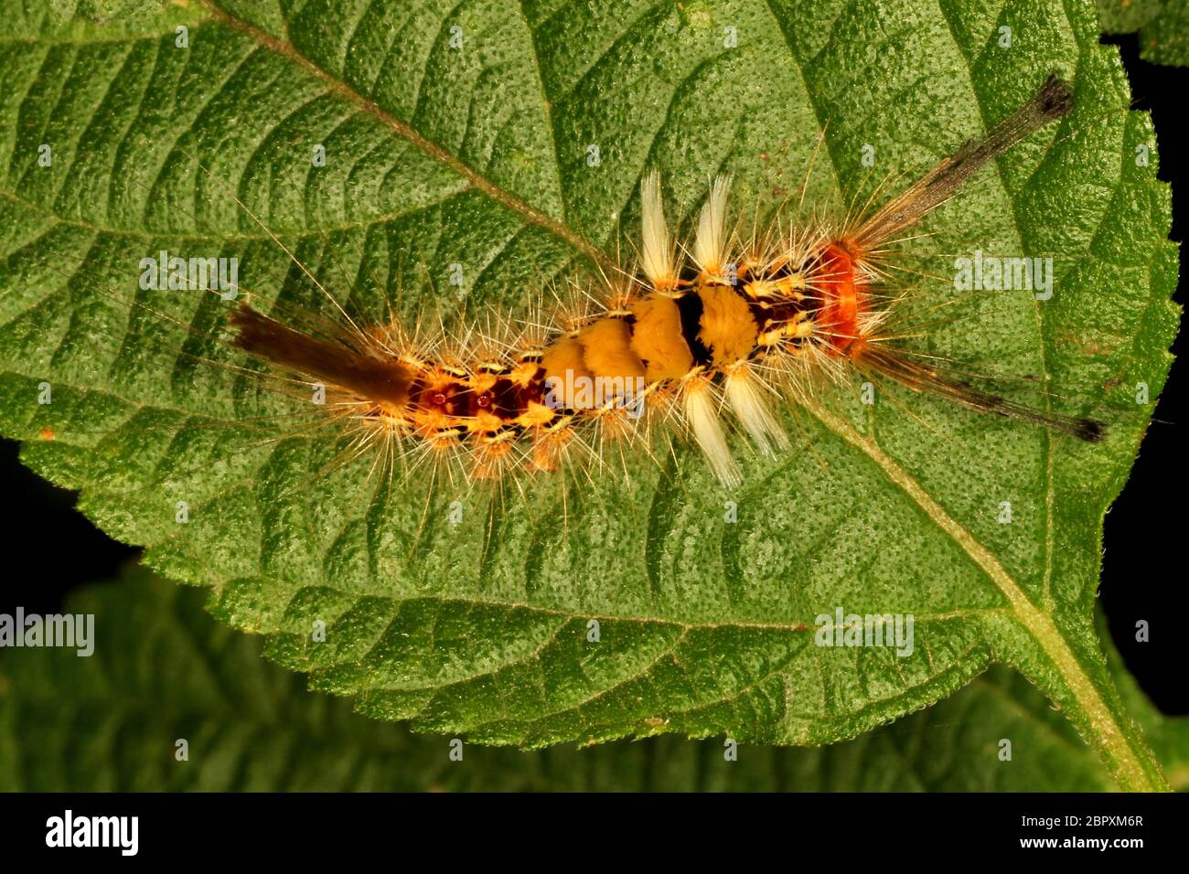 Caterpillar von White Tussock Moth, Orgyia leucostigma, Ganeshgudi, Karnataka, Indien Stockfoto