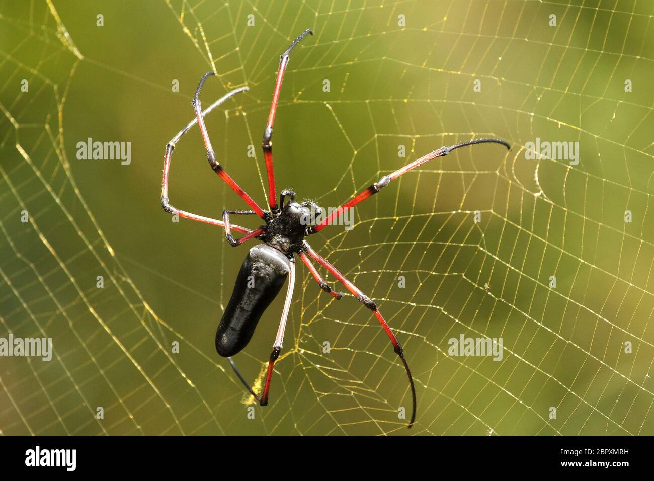 Weibliche indische Gaint Holzspinne, Nephila pilipes, Coorg, Karnataka, Indien Stockfoto