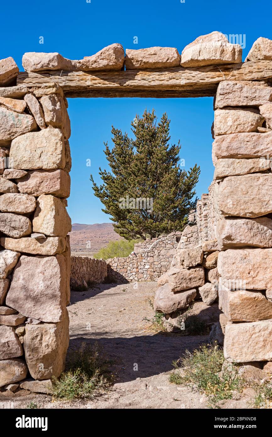 Durchblick mit Baum, San Pedro de Quemes, Höhe 3.711 m, Departamento Potosí, Provinz Nor Lípez, Anden, Bolivien Stockfoto