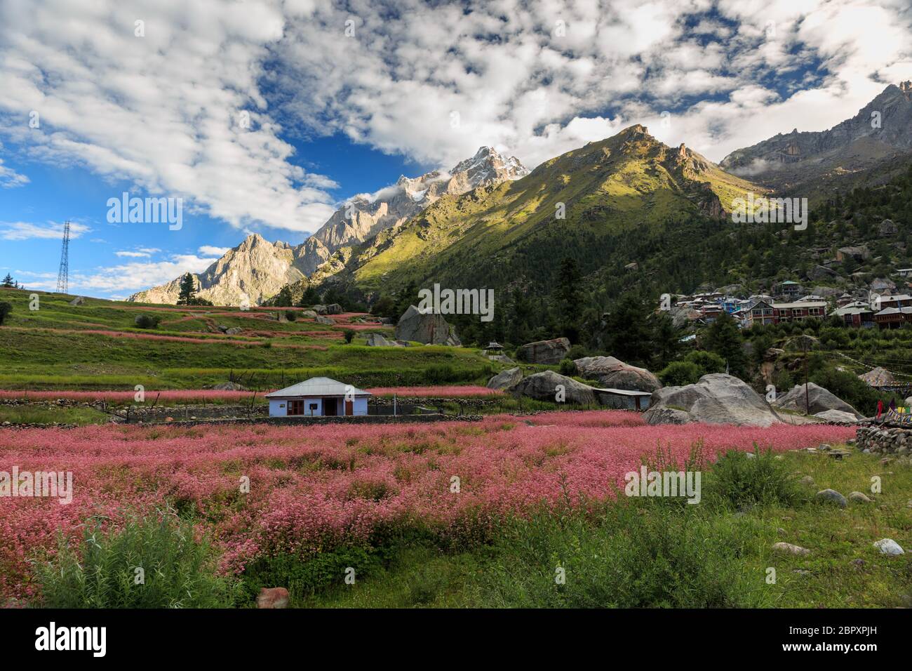 Eine der versteckten Himalaya-Pracht, Sangla Valley, in Himachal Pradesh, Indien. Buckwheats Erntezeit. Stockfoto