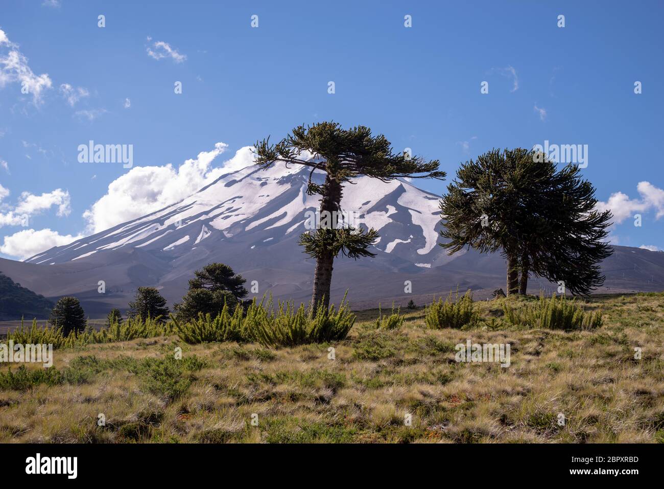 Kulisse bin Lonquimay (Chile). Araukarien im Vordergrund Stockfoto