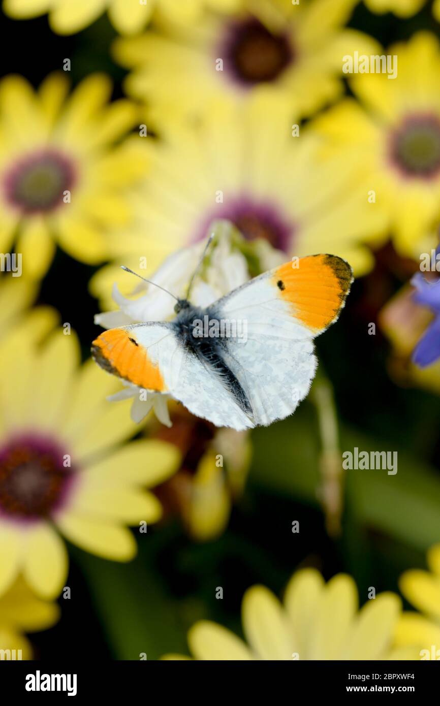 Orangefarbene Spitze Schmetterling füttert auf Rubeckia Blumen Stockfoto