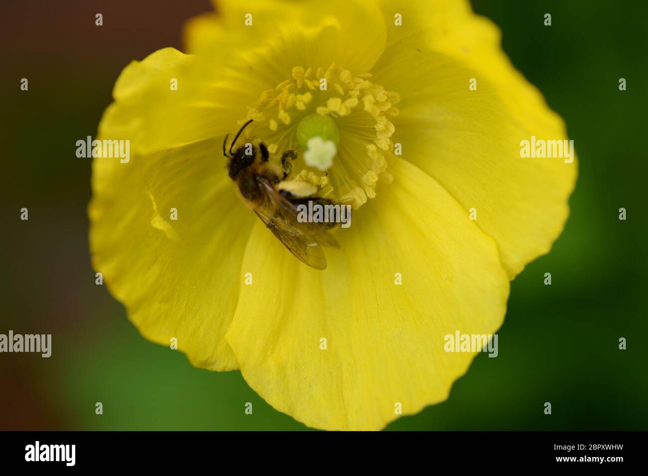 Honigbiene, die sich auf Nektar in der Mitte der leuchtend gelben Blume eines Welsh Mohn füttert Stockfoto