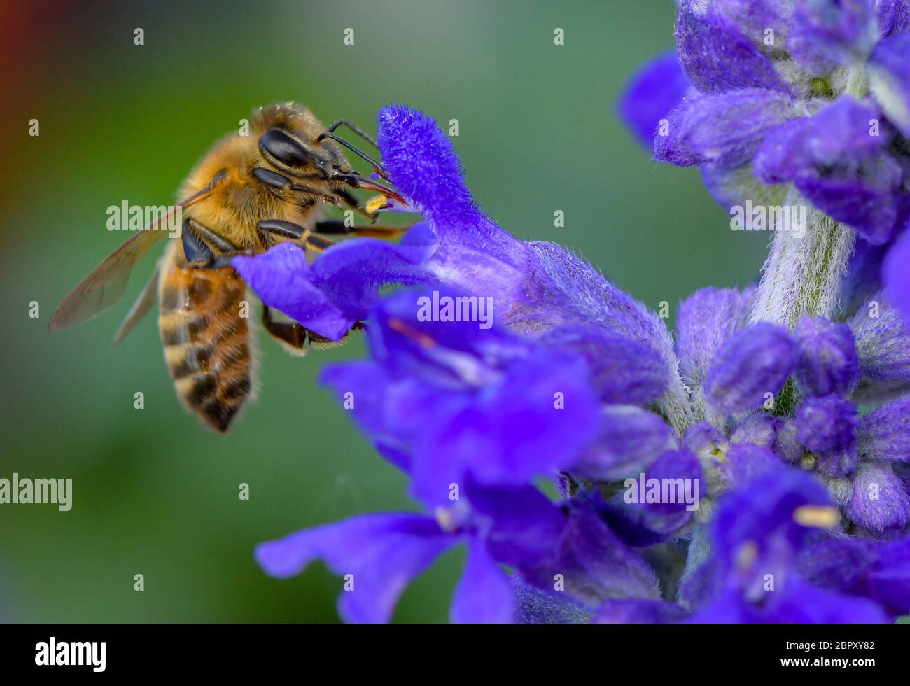 Zierpflanzen produktion Fotos und Bildmaterial in hoher Auflösung Alamy