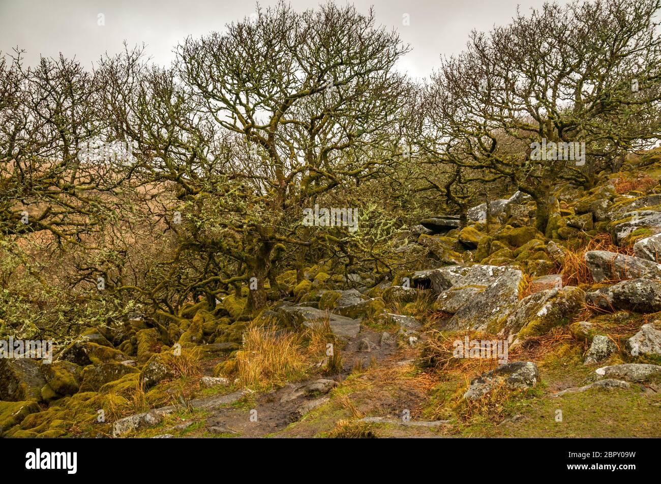 Einem alten Hochland Waldgebiet auf Dartmoor, hauptsächlich bestehend aus Eichen verkümmert und viele dunkle Legenden zugeordnet. Stockfoto