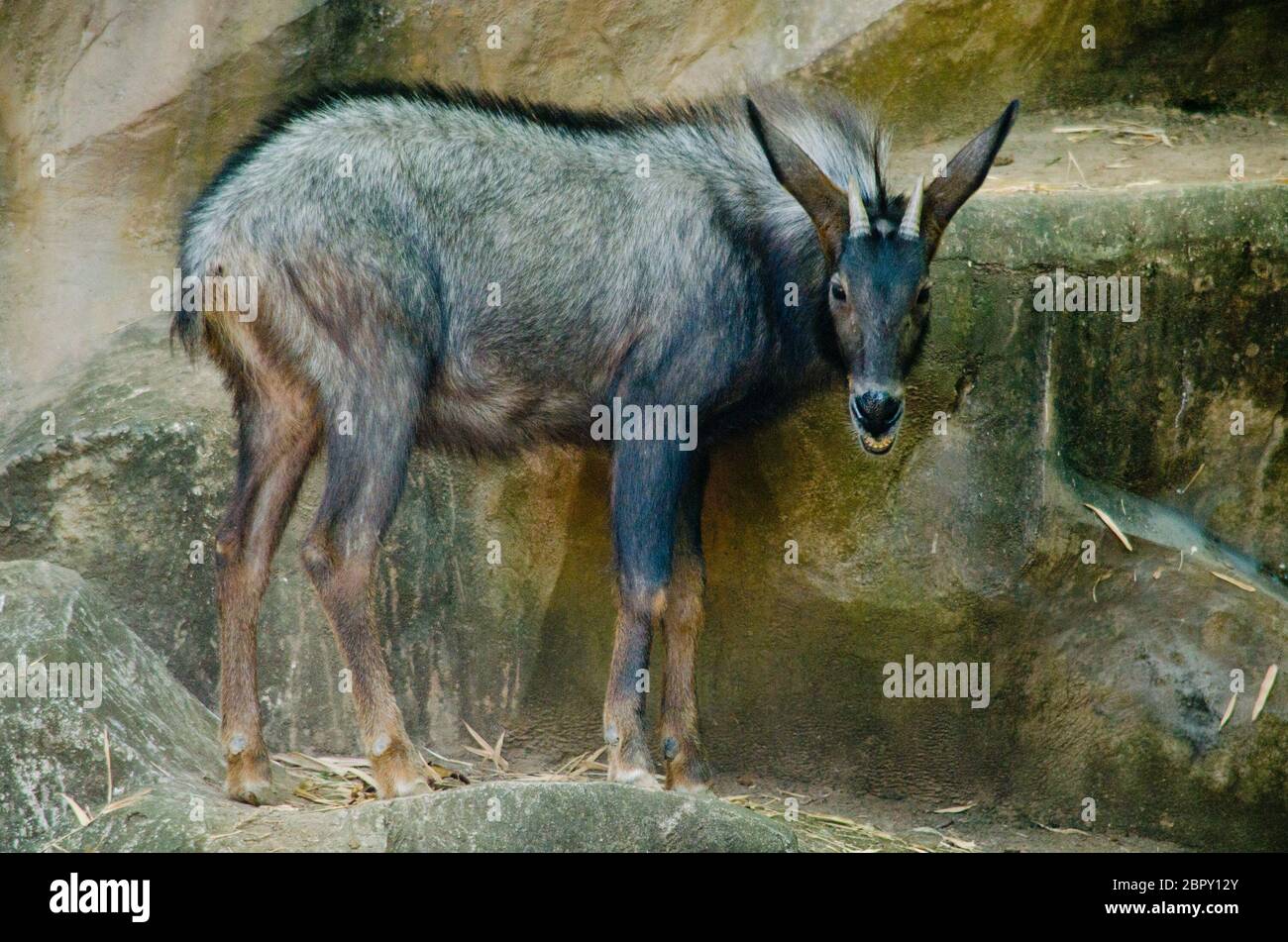 Serow (Capricornis milneedwardsii) sind sechs Arten von mittelgroßen