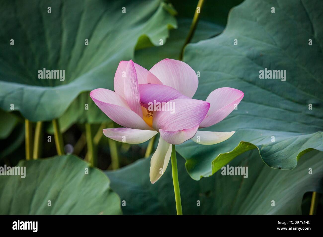 Lotus-Blume Stockfoto