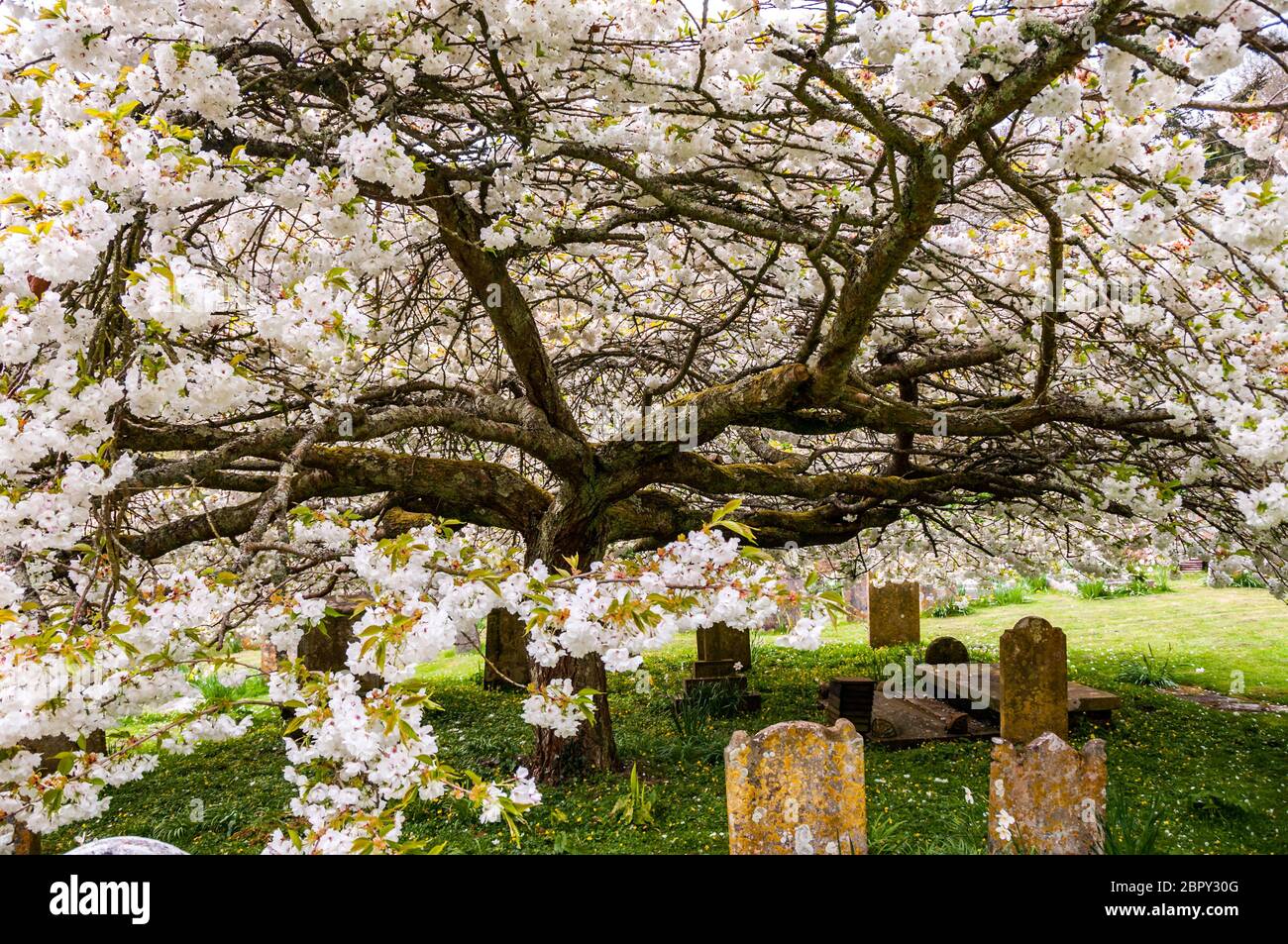 Kirschblüte im Salcombe Regis auf der Jurassic Coast in der Nähe von Sidmouth, Devon, Großbritannien Stockfoto