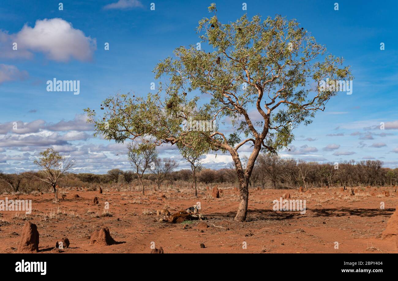 HONIGBAUCH MIT FLIEGE Stockfoto