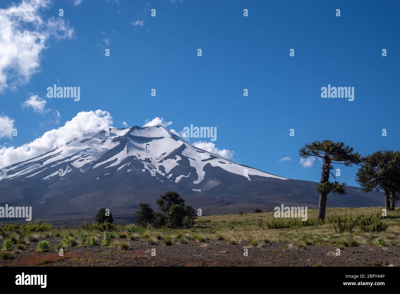 Der Vulkan Lanquimay (Chile) mit den berühmtesten Bäumen Chiles, den Araukarien. Die Aufnahme entstand im Februar 2019. Stockfoto