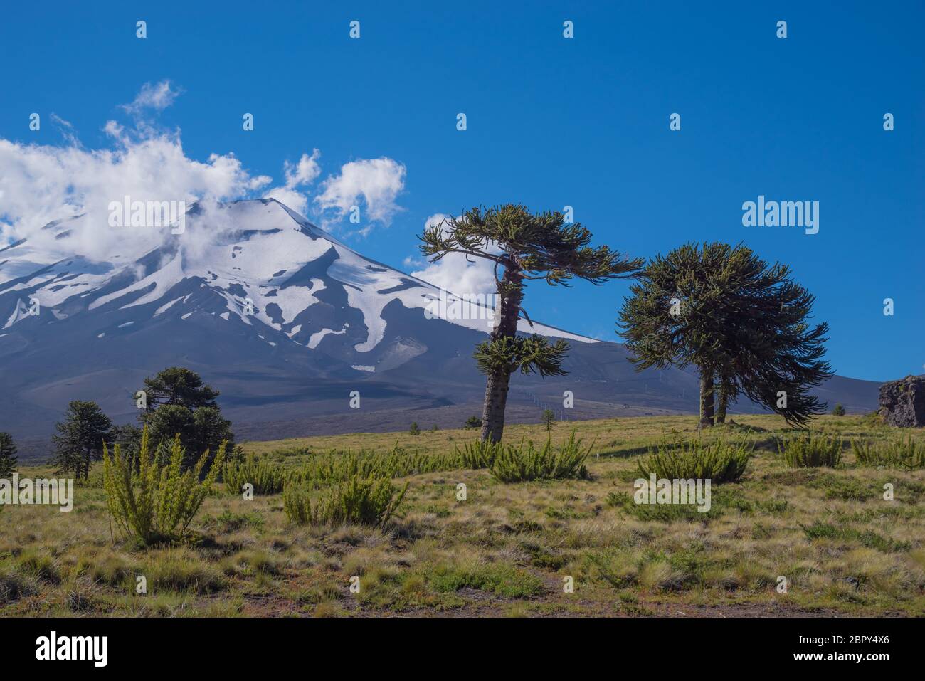 Der aktive Vulkan Lonquimay in Cgile mit den berühmtesten und ältesten Bäumen Chiles, den Araukarien. Die Aufnahme entstand im Februar 2019 Stockfoto