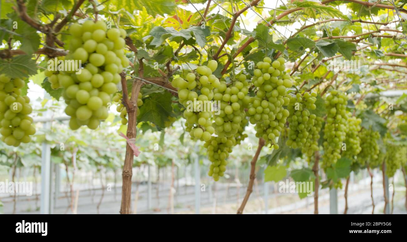 Grüner Weinbauerngarten Stockfoto