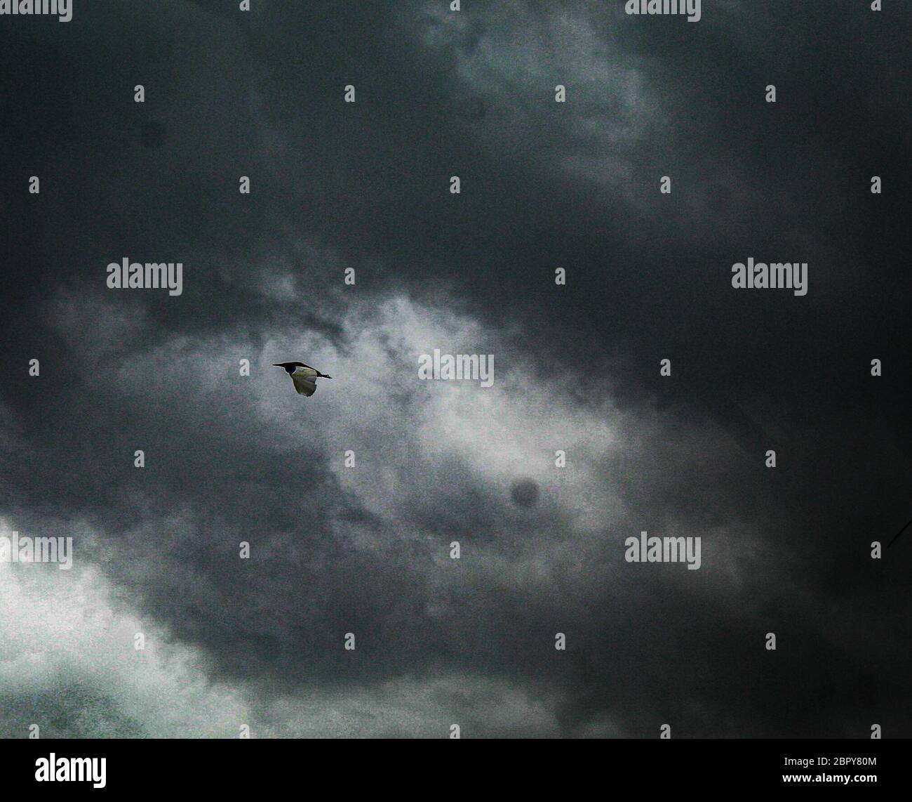 Der Vogel kehrt heimSuper-Wirbelsturm Amphan Sturm um den heutigen Nachmittag, als er sich nordwärts über die Bucht von Bengalen bewegt und die West-Bengalen-Bangladesch Küsten zwischen Digha und Hatia Inseln durchquert.der Super-Wirbelsturm Amphan Sturm lag 155km südöstlich von Paradip, Odisha, 280 km südlich von Digha, West Mednipore, Howrah, Hooghly, Im Süden und Norden 24 werden Parganas und Kolkata Distrikte von Westbengalen starke bis extrem starke Niederschläge erleben. Die Landung wird zwischen Nachmittag und Abend erwartet. (Foto von Soumadip das/Pacific Press) Stockfoto