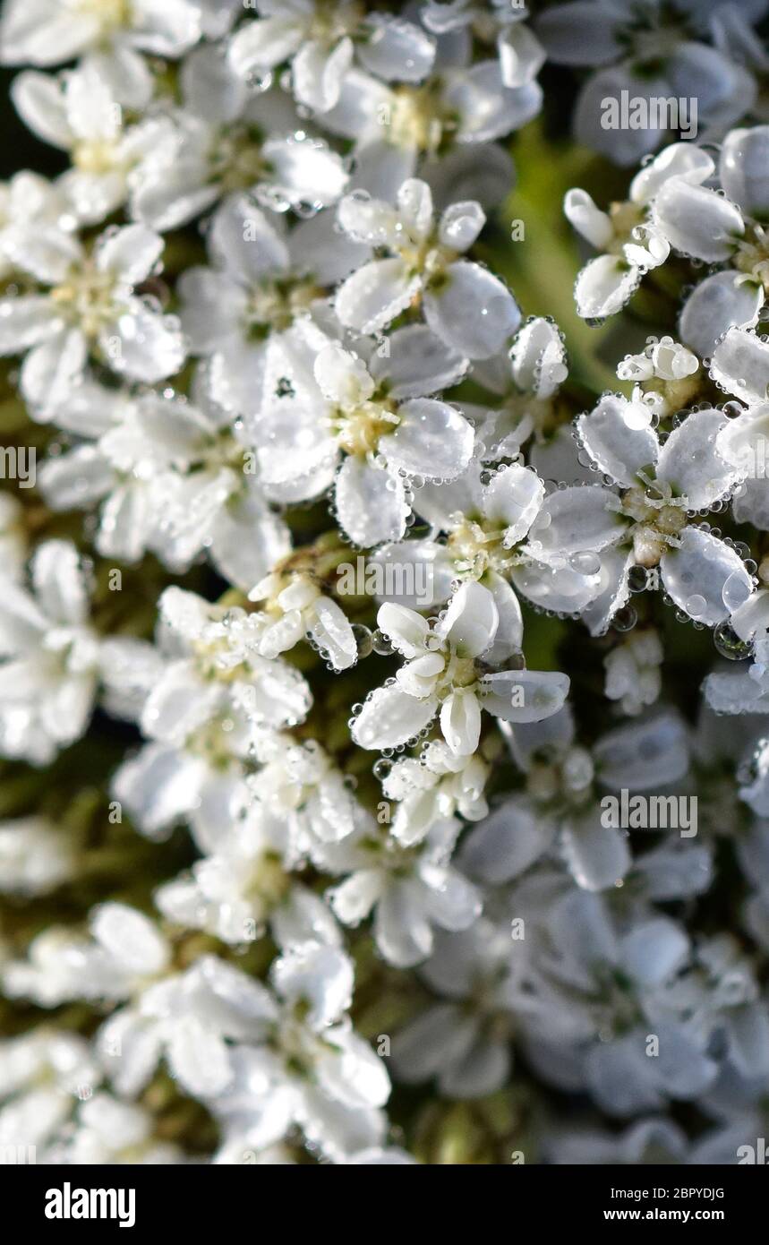 Regentropfen auf weißen Blüten Stockfoto