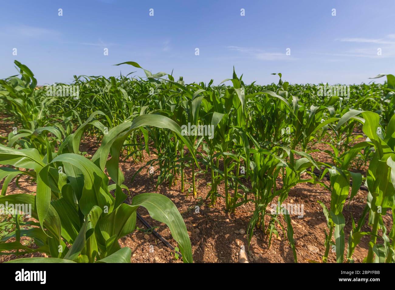 Reihen von jungen grünen Maissprossen auf einem landwirtschaftlichen Feld Stockfoto