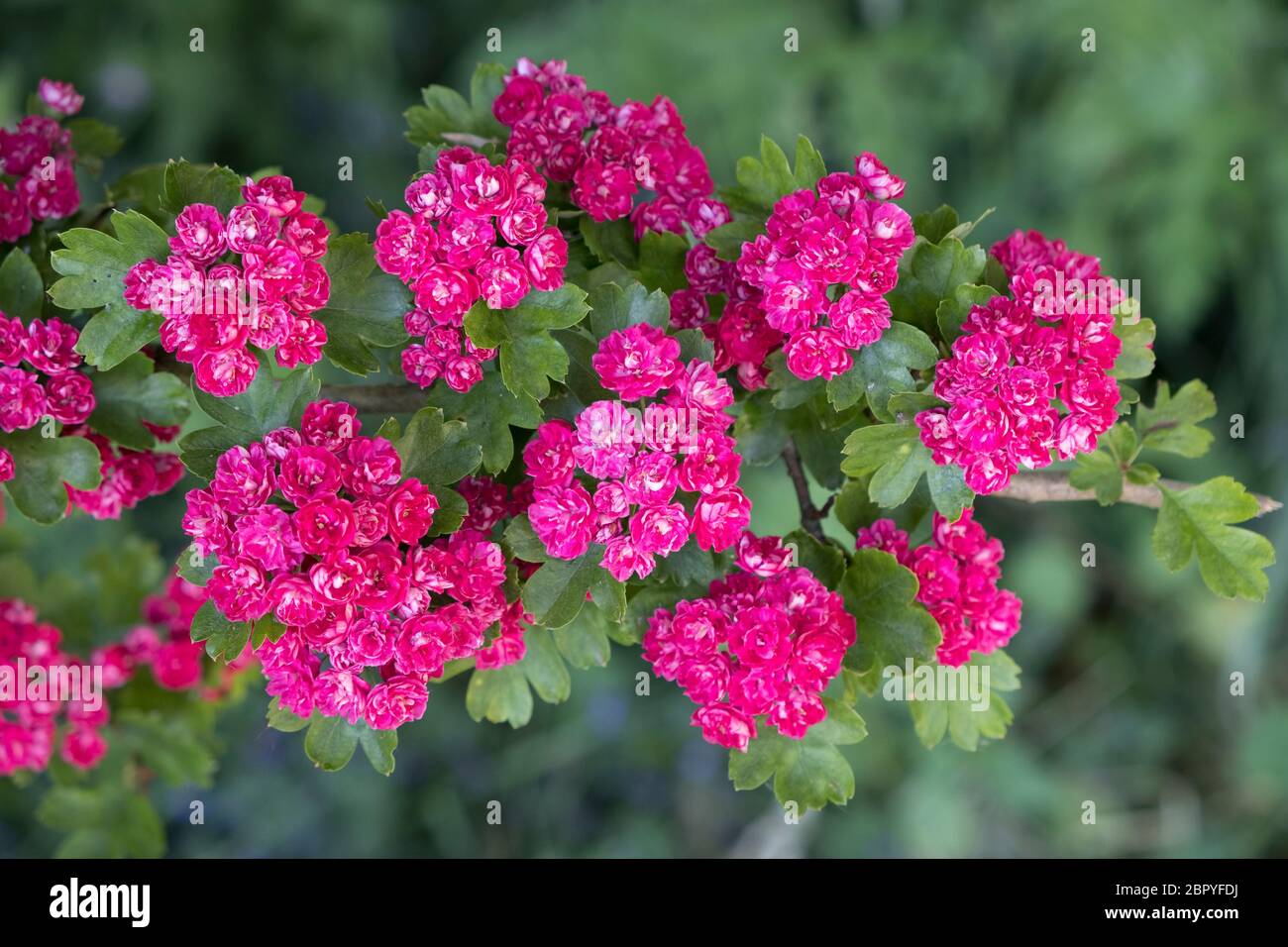 Die rosa-rote Blüte des Midland-Weißdorns (Crataegus laevigata) blüht Mitte Mai in Herefordshire, Großbritannien Stockfoto
