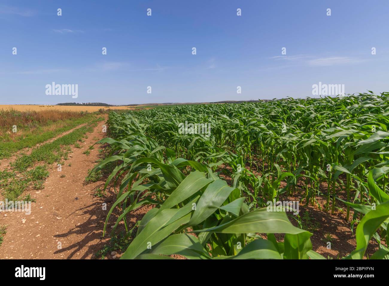 Reihen junger Maissprossen auf einem landwirtschaftlichen Feld mit einer ländlichen Straße Stockfoto