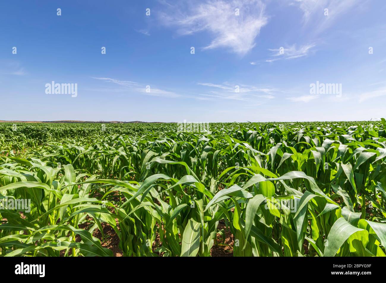 Reihen junger Maissprossen auf einem landwirtschaftlichen Feld gegen den blauen Himmel Stockfoto