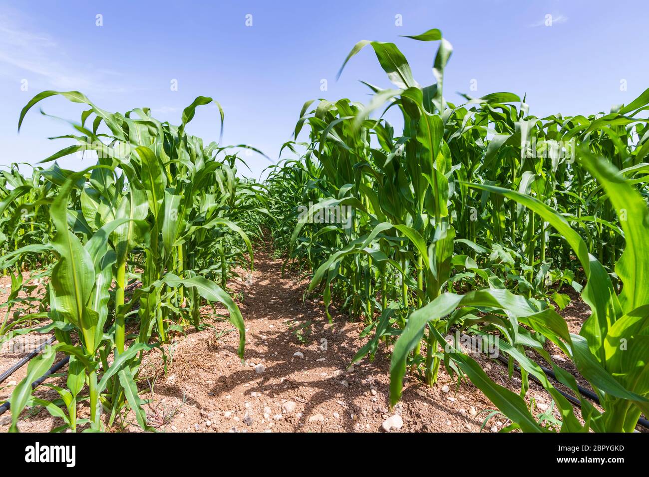 Reihen von jungen grünen Maissprossen auf einem landwirtschaftlichen Feld Stockfoto