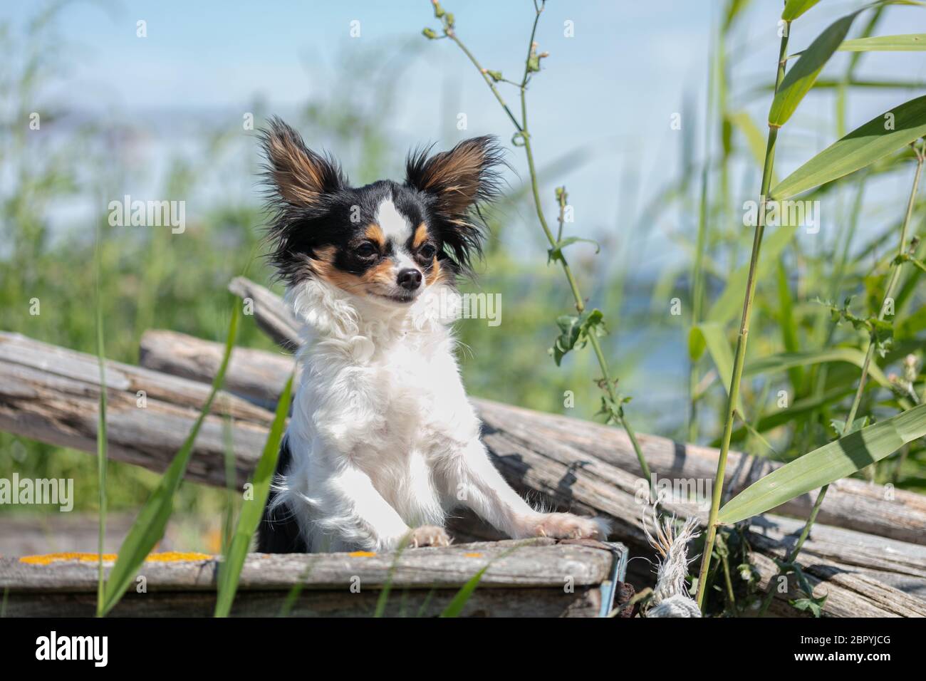 chihuahua auf einem alten blauen Fischerboot in der Wildnis Stockfoto
