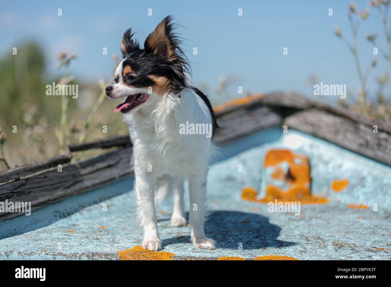 chihuahua auf einem alten blauen Fischerboot in der Wildnis Stockfoto
