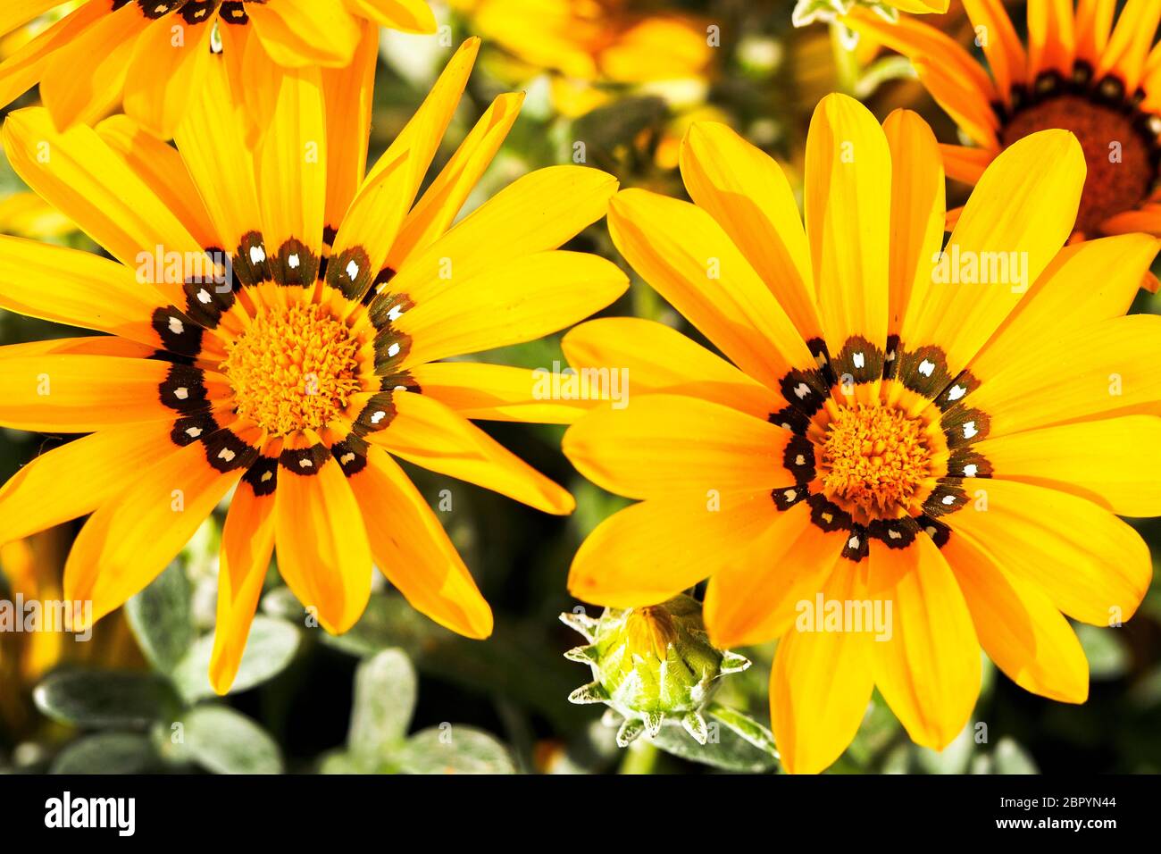 Gelbe Gazanien Blume Stockfoto