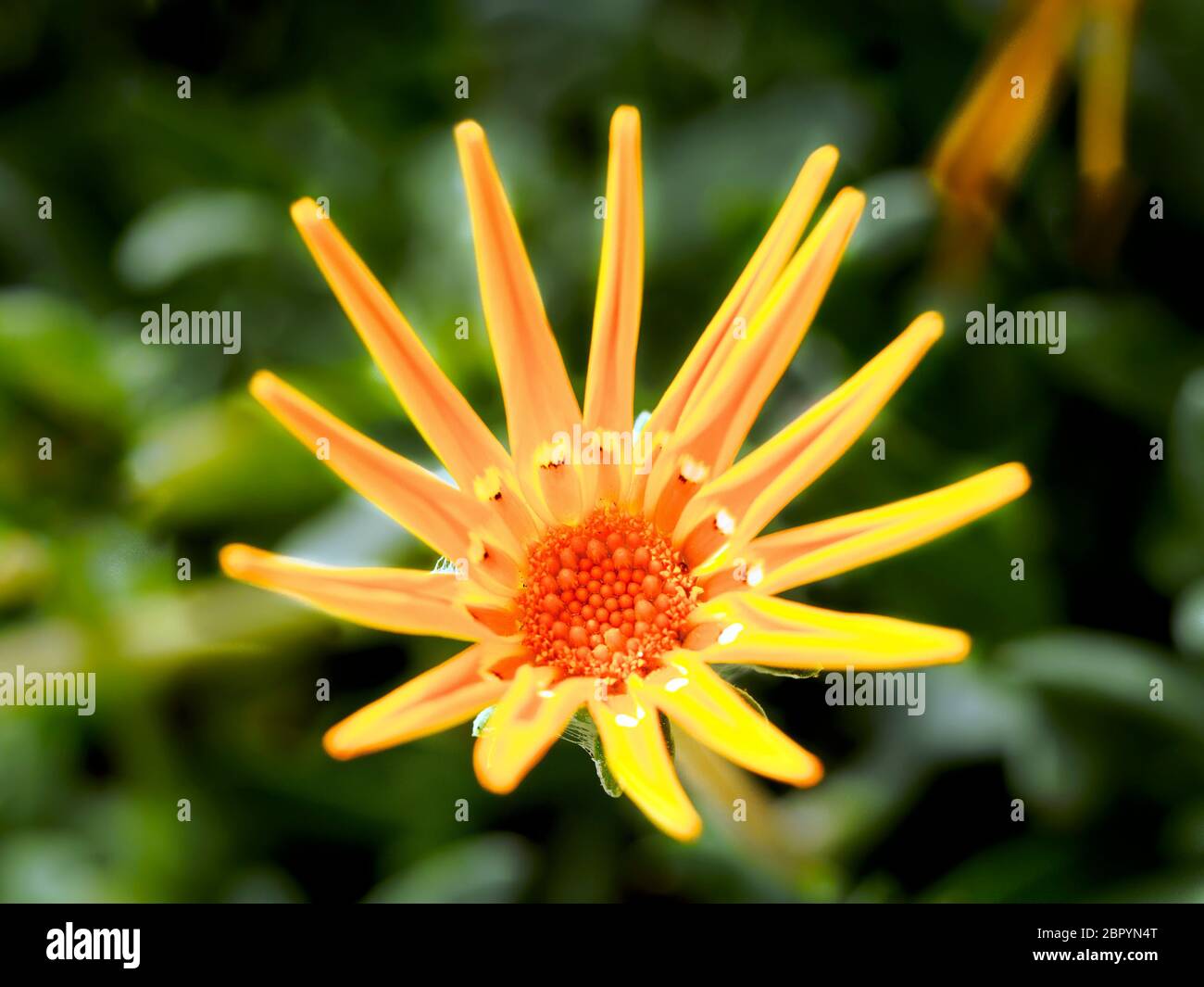 Gelbe Gazanien Blume Stockfoto