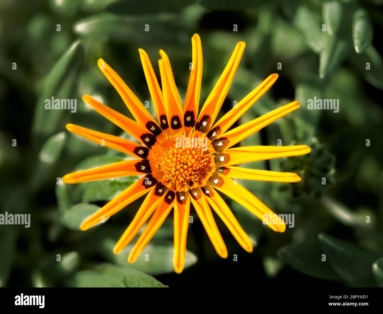 Gelbe Gazanien Blume Stockfoto