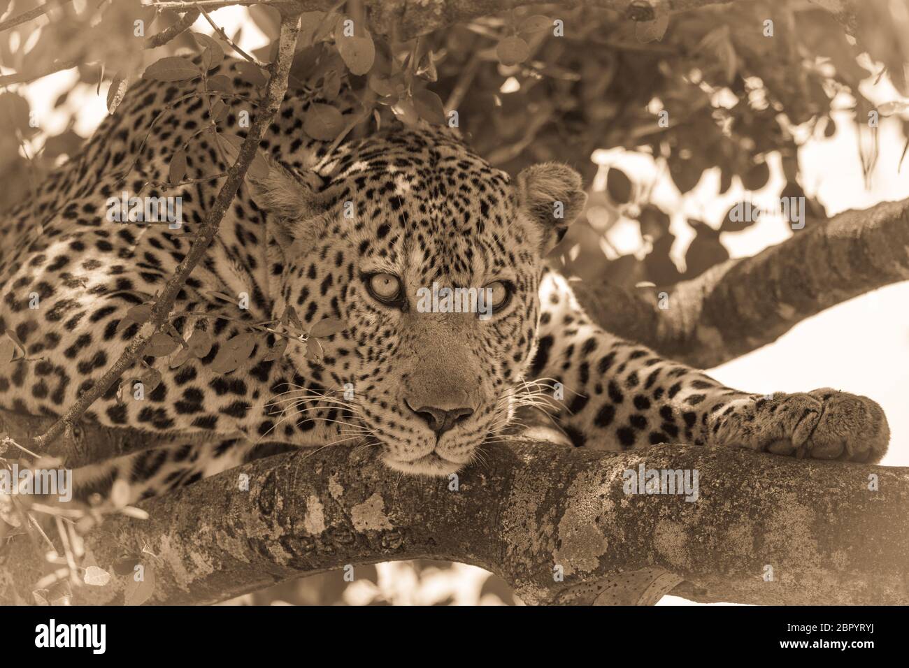 Sepia Nahaufnahme von Leoparden, der auf Ästen liegt Stockfoto