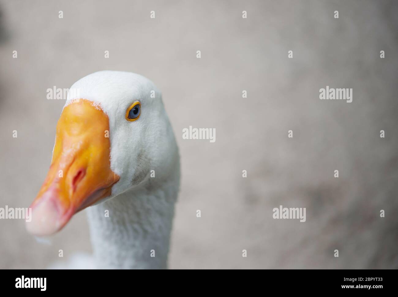 Nahaufnahme von Gänsekopf. Landbau Stockfoto