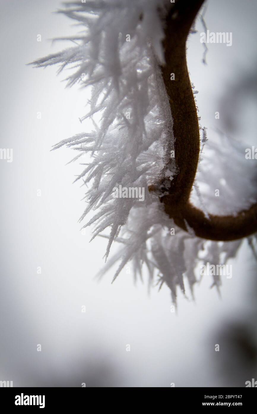 Wachsende Eis Kristalle an ein Glied eines kleinen bush im Winter Stockfoto