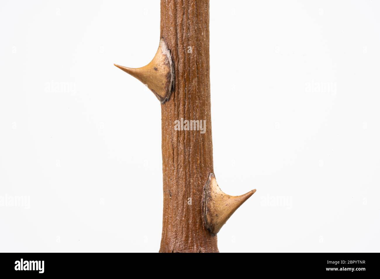 Zweig mit getrockneten Rosentdornen, isoliert auf weiß Stockfoto