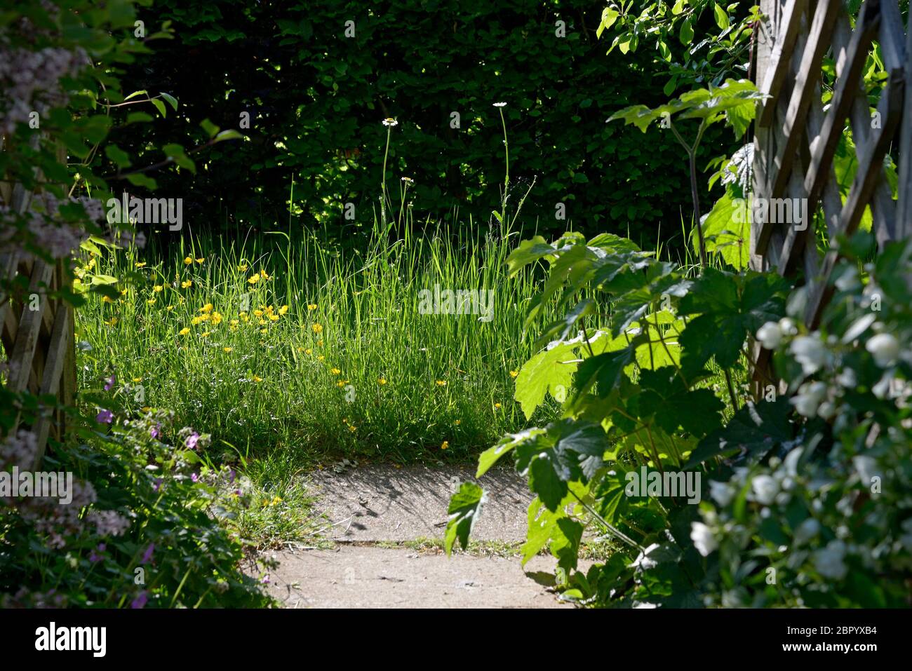 Häuslicher Garten - Bereich links wie eine wilde Blumenwiese, ungeschnittenes Gras, das wilde Blumen den ganzen Sommer über wachsen lässt Stockfoto