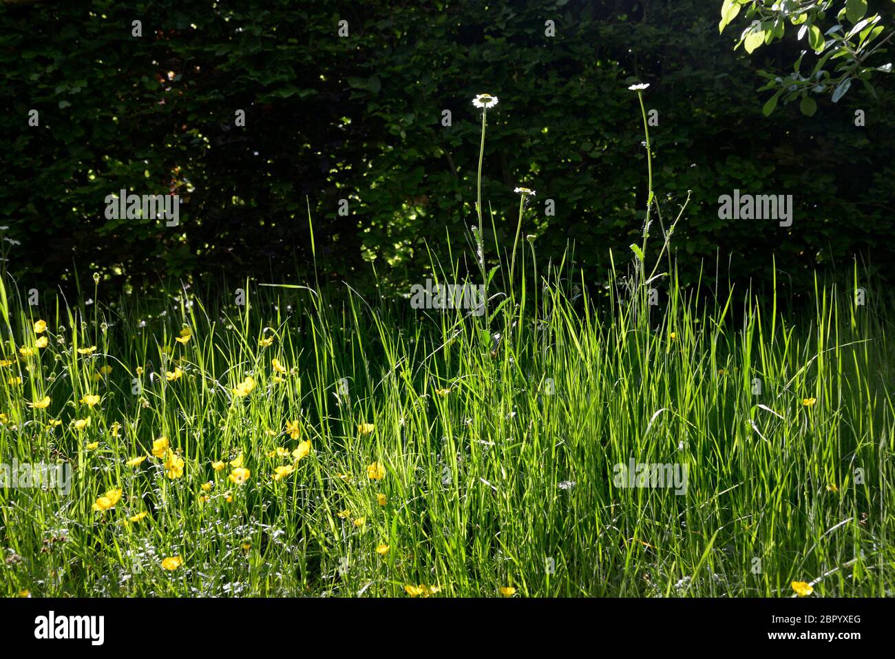 Häuslicher Garten - Bereich links wie eine wilde floer Wiese, ungeschnittenes Gras, das wilde Blumen erlaubt, wachsen den ganzen Sommer Stockfoto