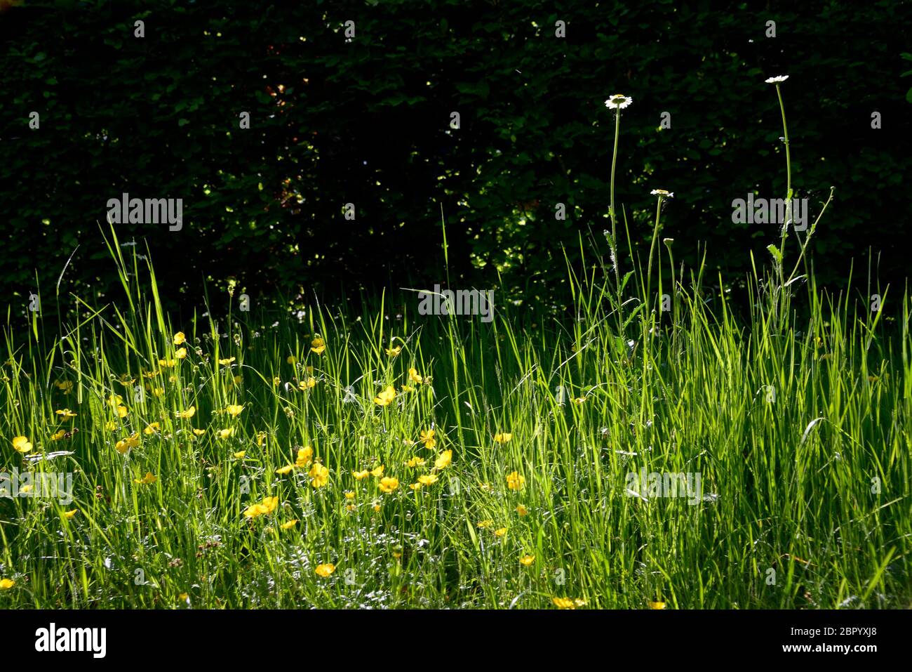 Häuslicher Garten - Bereich links wie eine wilde floer Wiese, ungeschnittenes Gras, das wilde Blumen erlaubt, wachsen den ganzen Sommer Stockfoto