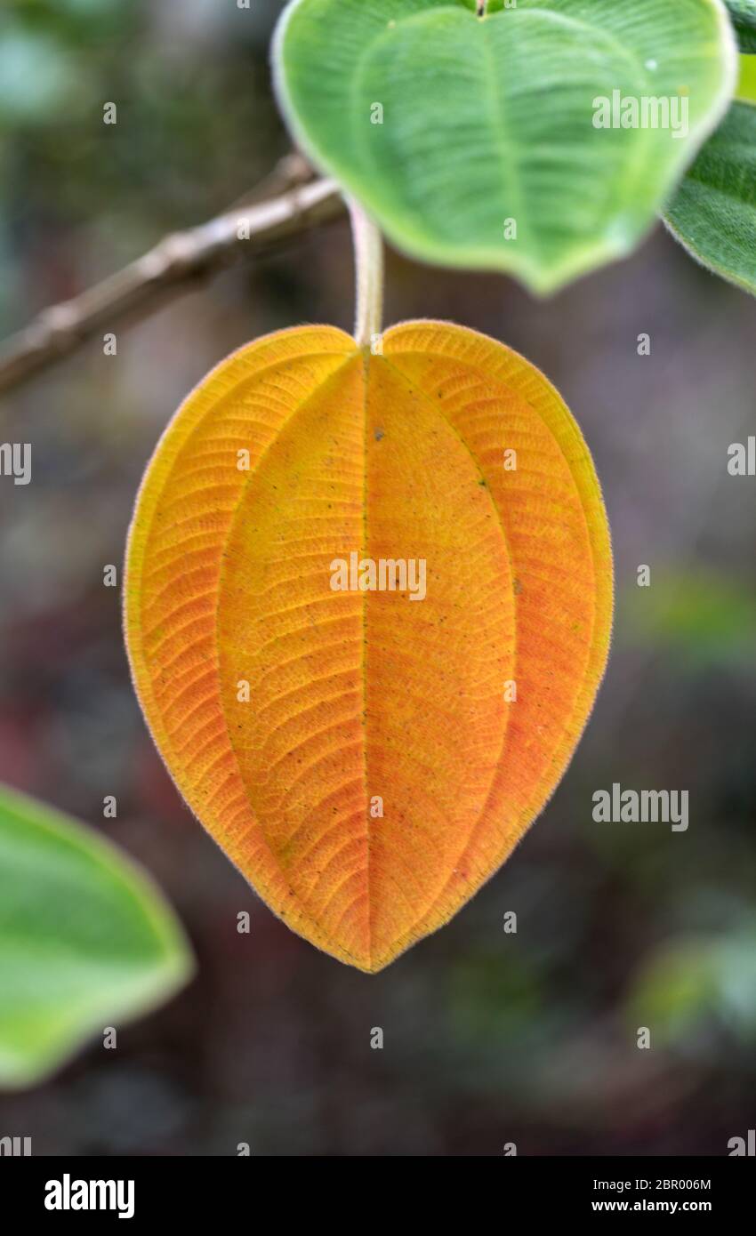 Orange Blatt von Tibouchina grandiflora im Garten. Es ist sehr beliebt in Florida. Heimisch in Brasilien Stockfoto