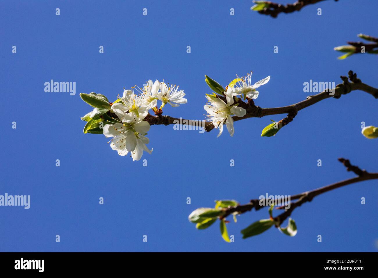 Apple Blossom Stockfoto