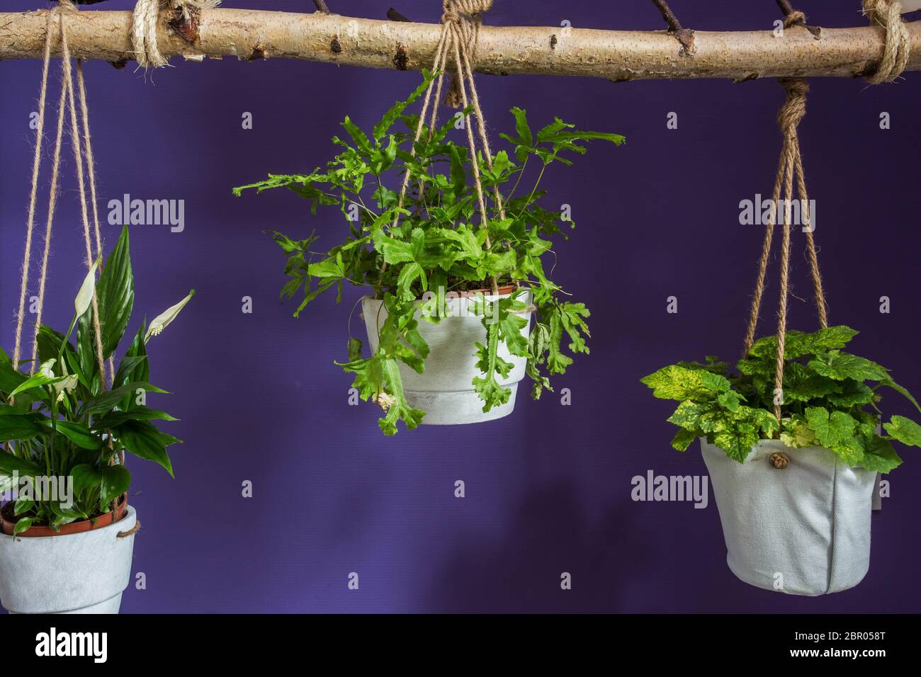 Anordnung der Hängende Blumentöpfe mit grünen Haus Pflanzen und bunten Wand, modernes Design für das Wohnzimmer closeup Stockfoto