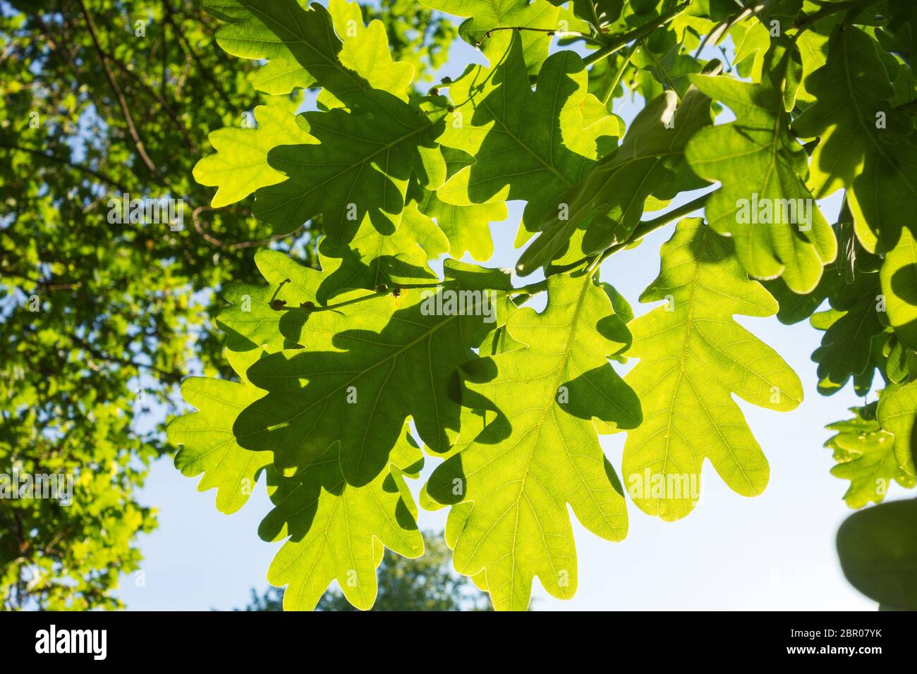 Die chlorophyllgrünen Blätter der Englischen Eiche (Quercus robur) Stockfoto