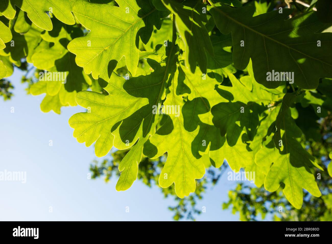 Die chlorophyllgrünen Blätter der Englischen Eiche (Quercus robur) Stockfoto