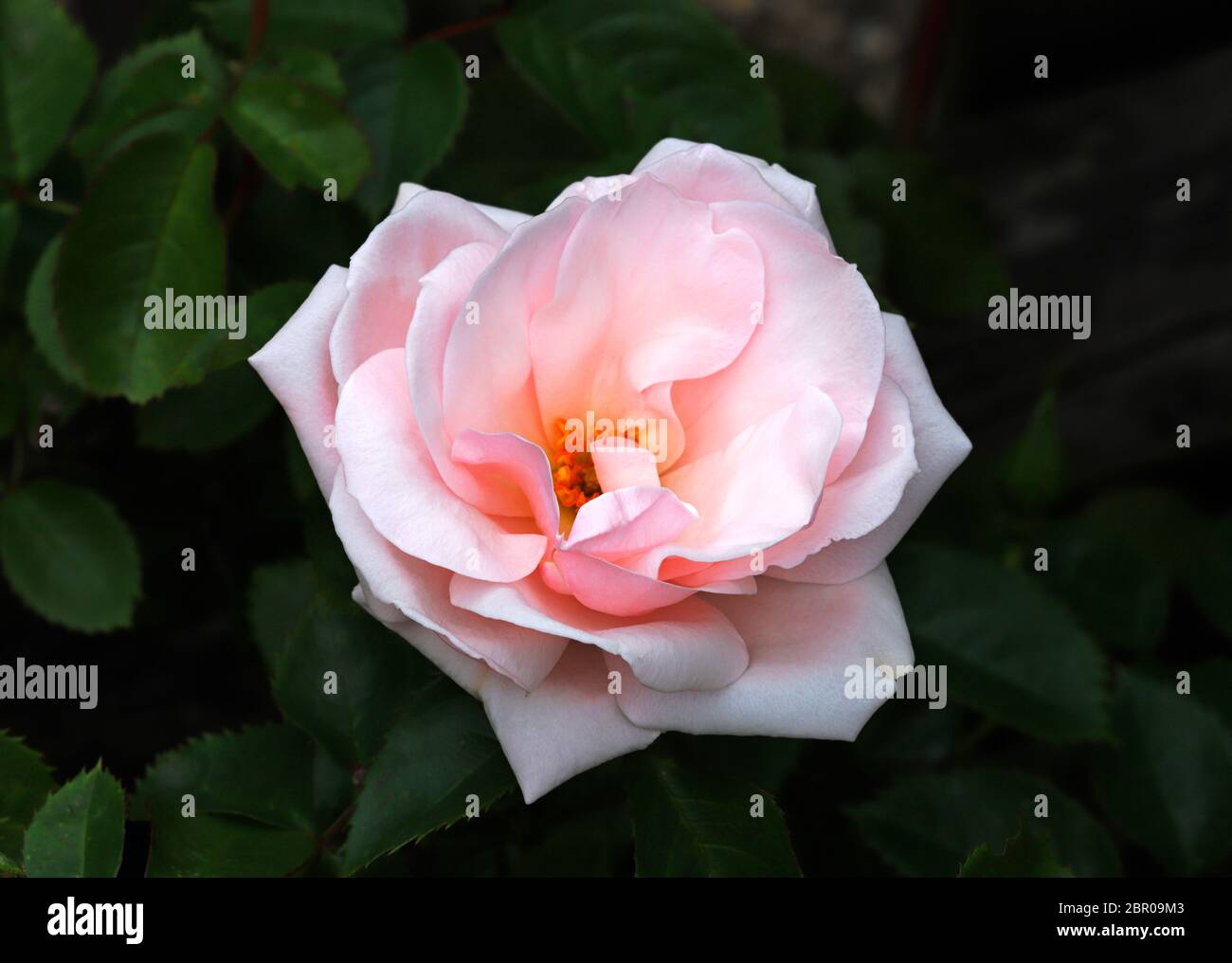 Eine einzelne Blüte einer rosa Rose in einem Rand eines englischen Gartens. Stockfoto