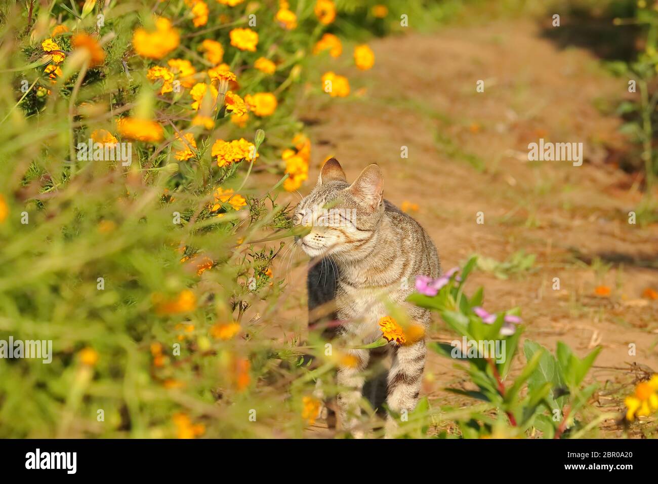 Die Katze schnüffelt die Ringelblumen im Garten Stockfoto