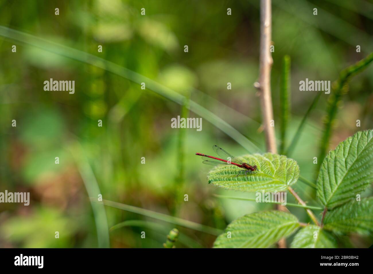 Eine rote Libelle ruht auf dem grünen Blatt. Nahaufnahme des Drachen fliegen auf einem unscharfen Hintergrund Stockfoto