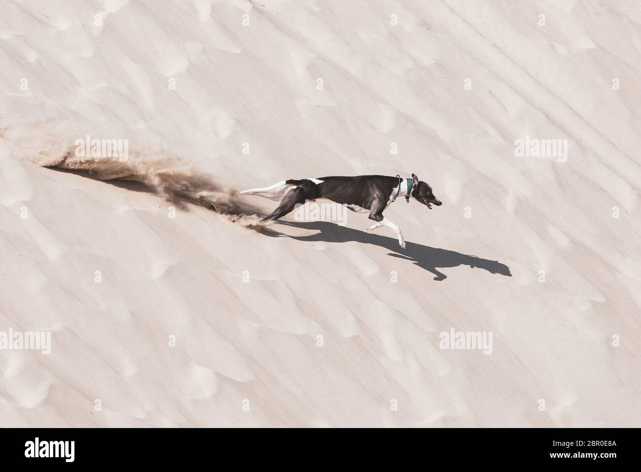 Ein Windhund, der auf dem Sand am Strand läuft Stockfoto