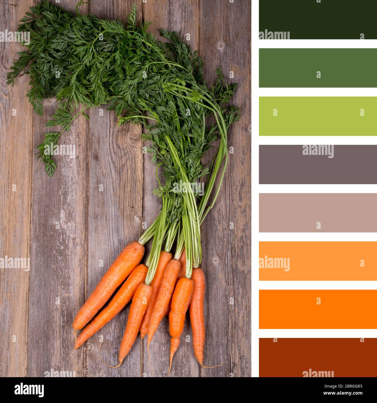 Ein Bund frischer Karotten auf Holzhintergrund in einer Farbpalette mit kostenlosen Farbfeldern Stockfoto