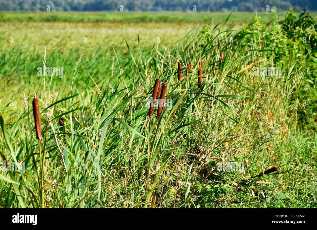 Cattail wächst in der Nähe der Reisfelder. Dickichte des cattail. Braun Warenkorb mit Samen. Stockfoto