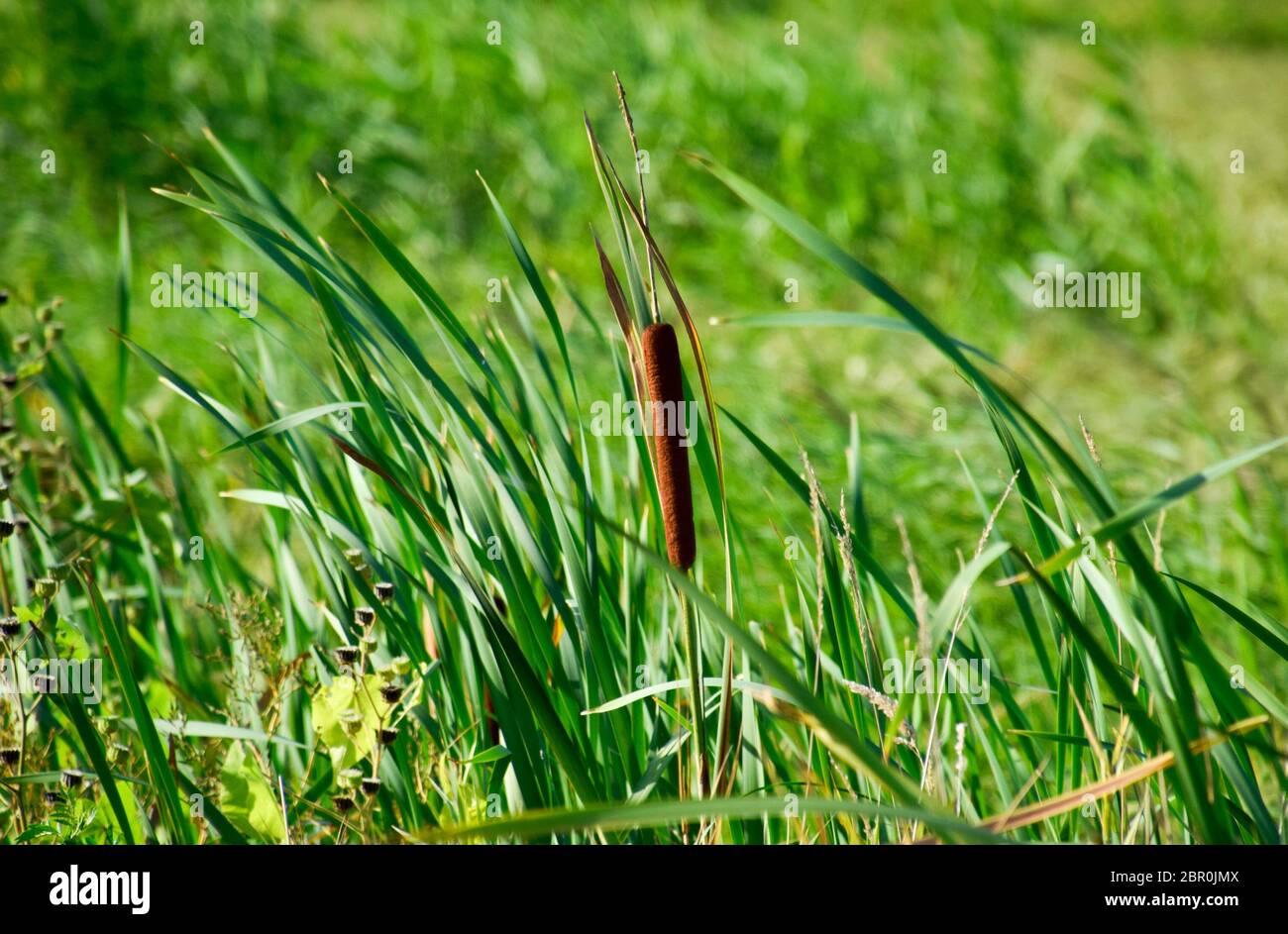 Cattail wächst in der Nähe der Reisfelder. Dickichte des cattail. Braun Warenkorb mit Samen. Stockfoto